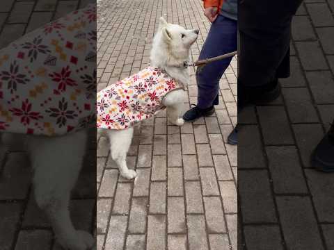 shorts サモエドのアカネちゃん　那須どうぶつ王国　2026年1月11日 サムネイル