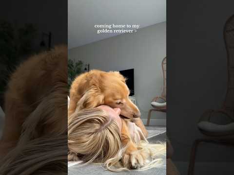coming home to my golden retriever🥵goldenretreivers dog pup… サムネイル