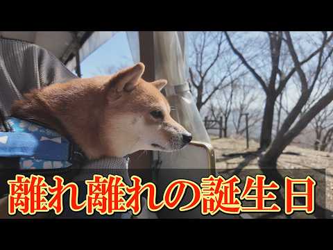 大好きな兄姉犬と離れ、末っ子柴犬は独りぼっちの誕生会を送りました。 サムネイル