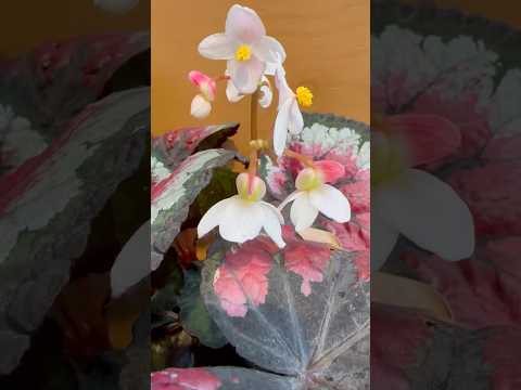 shorts 綺麗なベゴニア　神戸どうぶつ王国　2025年12月26日 サムネイル