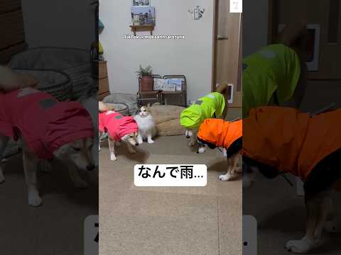 雨の日の散歩、カッパ着て絶望してる柴犬たち　柴犬　犬　散歩　雨　犬のいる暮らし サムネイル