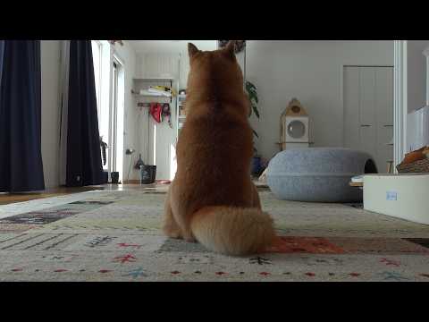 背中でガッツリ抗議してくる柴犬、この状況で声をかけると‥ サムネイル