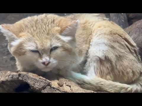 ちょっと薄目開けたシャリフくん　スナネコ　那須どうぶつ王国にて　2026年1月11日 サムネイル