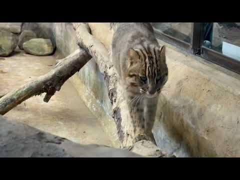 ごろん❣️ビワくん　アムールヤマネコ　那須どうぶつ王国　2026年2月1日 サムネイル