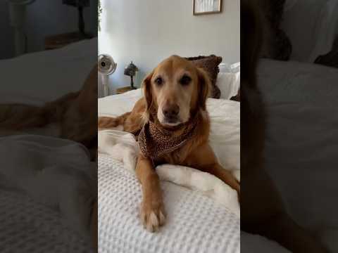 ASMR in House Cleaning🧽india retreiver dog puppy goldenretr… サムネイル