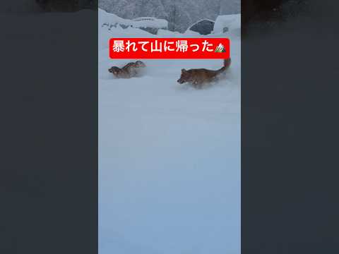 我が家の巌流島⚔️shorts puppy ゴールデンレトリバー グレートピレニーズ サムネイル