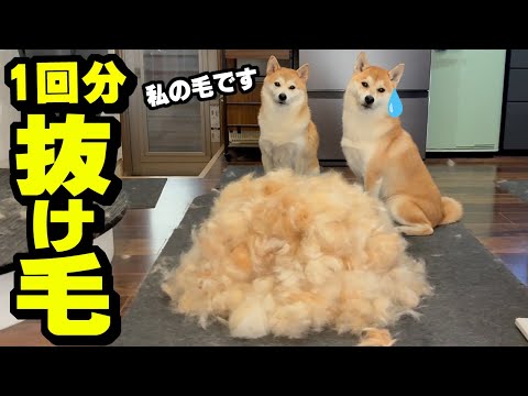 換毛期の柴犬のヤバい毛量！毛で高級洗濯機が故障してしまいましたShiba Inu shedding season サムネイル