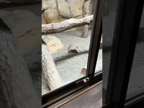 shorts スナネコのアルドくん❓　那須どうぶつ王国　IMG 8006 サムネイル