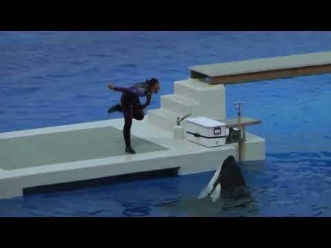 オルカパフォーマンス終了後　ランちゃん　ステラさん　オルカスタジアム　2025年12月25日　00026 サムネイル