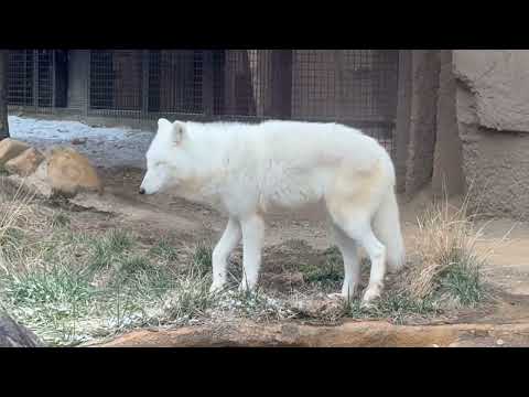 バックヤードでの準備具合をチェックしに行く(？)燦那ちゃん　  ホッキョクオオカミ　那須どうぶつ王国にて　2026年1… サムネイル