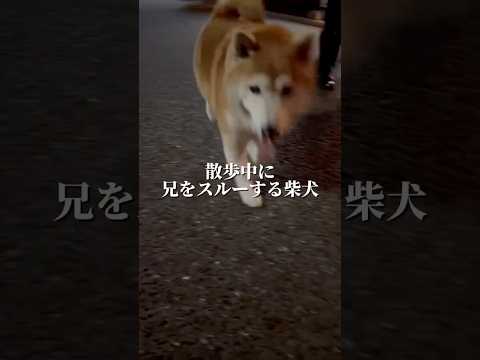 柴犬福 兄をスルーしまくる柴犬🤣Brother and Shiba🤣姉と柴 兄と柴shorts funny 柴犬 sh… サムネイル