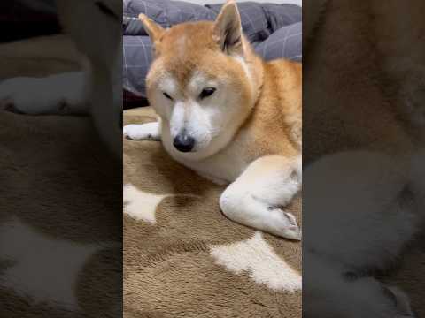 柴犬福 父のベッド居た時の柴犬🤣 Why here🤣shorts funny 柴犬 japanesedog shiba… サムネイル