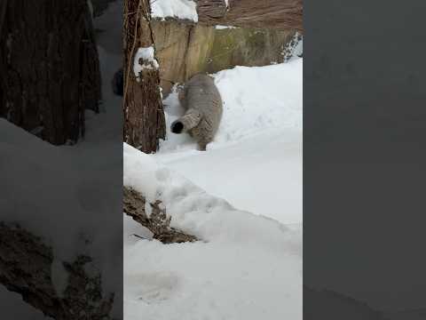 shorts タッタタと軽快にナゴムくん　マヌルネコ　那須どうぶつ王国　2026年1月12日 サムネイル