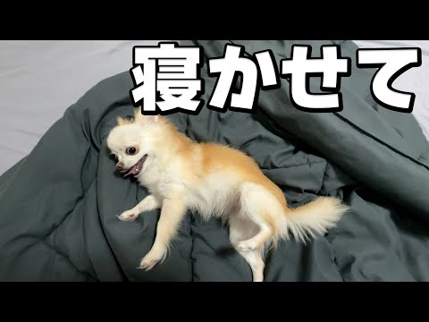 遊び足りない！？眠たいのに寝かせてくれないチワワの末路… サムネイル