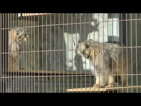 兄弟2頭並んだ〜　仔マヌルネコ　東山動植物園　2025年12月13 日　00001 サムネイル