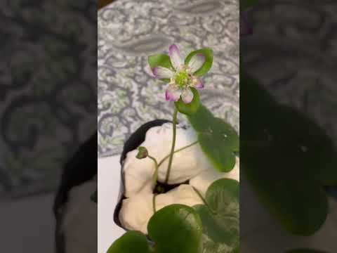 shorts 雪割草が綺麗です♪ 2026年2月3日 サムネイル