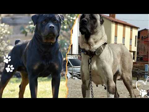 Kangal vs Rottweiler Farm Guardian or Home Protector サムネイル
