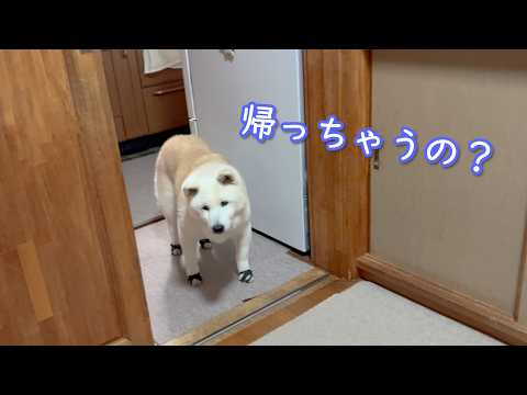 夕食後、家に帰ろうとするパパママを必ず引き止めに来る寂しがり屋で愛おしすぎる柴犬 サムネイル