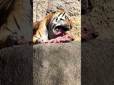 shorts ザシザシ❣️サーシャちゃん　アムールトラ🐯　浜松市動物園　2026年2月14日　IMG 8490 サムネイル