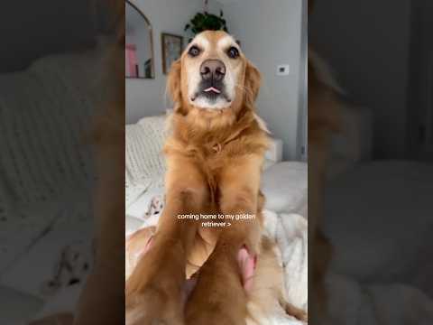 coming home to my golden retriever🥵goldenretreivers dog pup… サムネイル