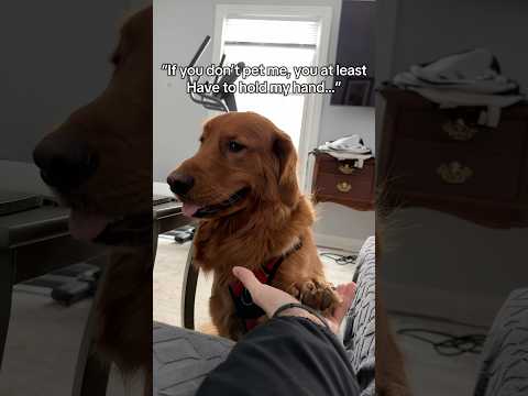 I 100% understand what my dog wants at all times サムネイル