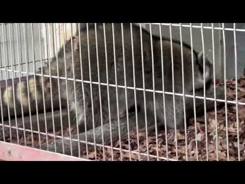 アライグマさん　東山動植物園にて　2026年3月13日 サムネイル