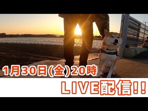 冬も本番！柴犬こむぎとぬくぬくLIVE配信！！ サムネイル