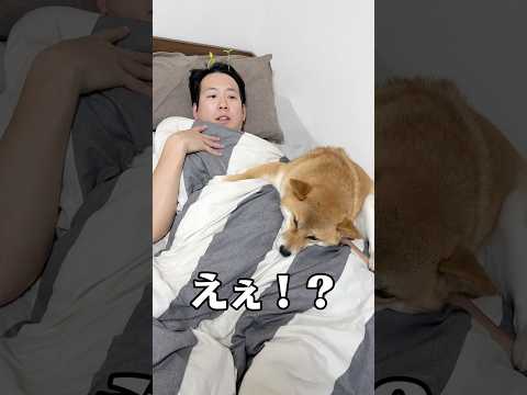 眠れません。笑　柴犬 shorts サムネイル