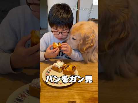 パンを近距離でガン見するゴールデンレトリバー😂　#ゴールデンレトリバー #犬　#大型犬　#かわいい　#犬のいる暮らし サムネイル