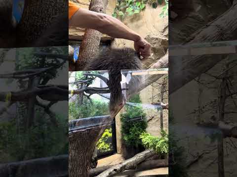 shorts エサを貰う　カナダヤマアラシ　那須どうぶつ王国　IMG 7872 サムネイル