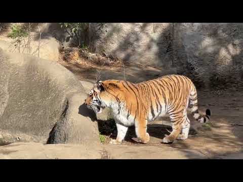 サーシャちゃんはどうやら大きなダンボールが嫌らしい😅？　アムールトラ　浜松市動物園にて　2026年2月15日 サムネイル