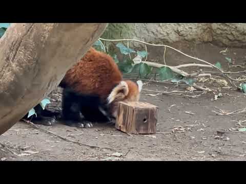 コロコロ😊　レッサーパンダ　神戸どうぶつ王国にて　2025年12月26日 サムネイル