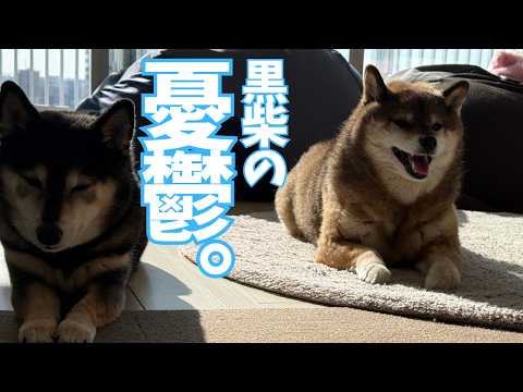 柴犬12歳🐕テンション上がるとわけわからなくなる⁉️ サムネイル