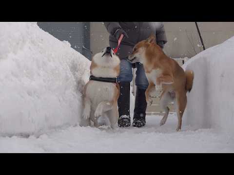 誰よりも破天荒な実家の柴犬がきた瞬間が、これ。 サムネイル