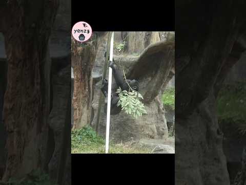 Ringo come down from the steel rack gorilla gorillatag taip… サムネイル