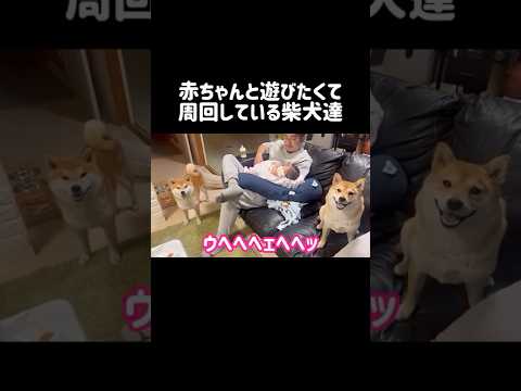 赤ちゃんと遊びたくて周回する柴犬達 柴犬 shibainu shorts 赤ちゃん サムネイル