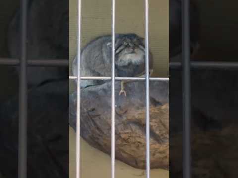 #shorts 北のモフ王　グルーシャくん　マヌルネコ　旭山動物園　2025年12月19日 サムネイル
