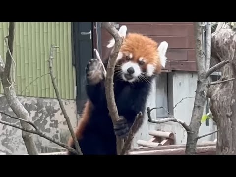 ひなたくんと円実ちゃん　リンゴ🍎🍏を食べる♪ レッサーパンダ　大森山動物園　2025年8月14日 サムネイル