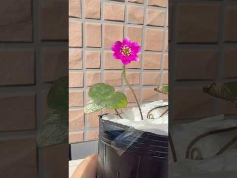 shorts 雪割草が綺麗です♪ 2026年2月3日 サムネイル