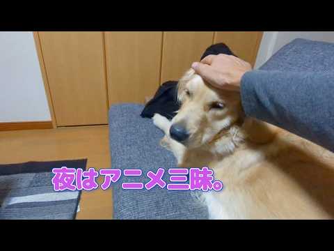 夜はアニメ三昧なおじさん。ゴールデンレトリバーティト サムネイル