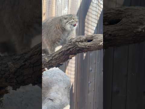 shorts 頂上でスリスリ オリーヴァちゃん☺️ マヌルネコ　埼玉県こども動物自然公園にて　2026年3月7日 サムネイル