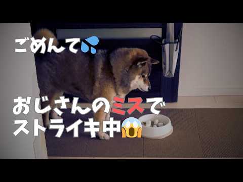 悲報】おじさんの痛恨のミスで、柴犬がご飯ストライキを起こしましたw サムネイル