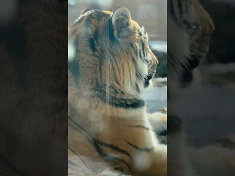 shorts アムールトラ🐯の令くん　こっち向いて〜　那須どうぶつ王国　2026年2月1日 サムネイル