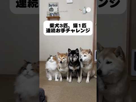 柴犬3匹と猫1匹で連続お手チャレンジ　柴犬　犬　猫　かわいい 面白い サムネイル