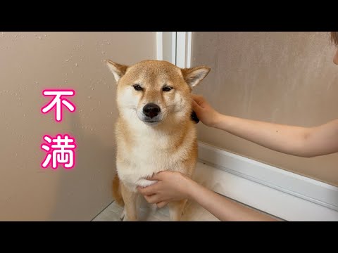 自分だけお風呂に連れてこられて納得がいかず不満タラタラな柴犬が可愛い サムネイル