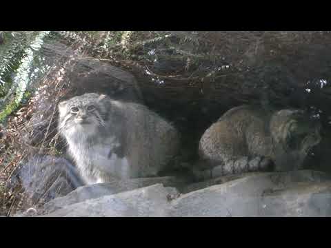 アズちゃん　オトちゃん　親子　マヌルネコ　神戸どうぶつ王国　2025年12月28日　00045 サムネイル