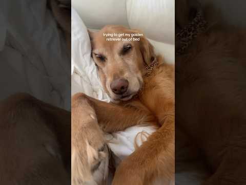 coming home to my golden retriever🥵goldenretreivers dog pup… サムネイル