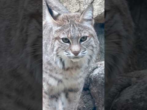 shorts ボブキャットのソラちゃん　王子動物園　2025年12月27日 サムネイル