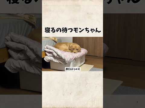 寝るの待っててくれるモンちゃんgoldenretriever ゴールデンレトリバー サムネイル