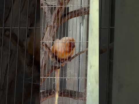 shorts エリオくん国内で会える最後の一頭なんです！ゴールデンライオンタマリン　小ザルたちにフルーツをプレゼント… サムネイル